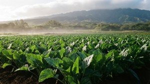 Taro Field Morning Mist