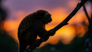 Tarsier Sunset Silhouette