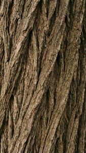Taupe Tree Bark