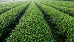 Tea Plantation Patterns