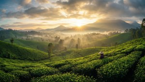 Tea Plantation Sunrise