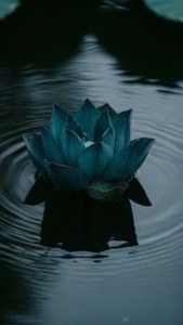 Teal Lotus Calm