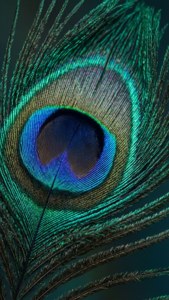 Teal Peacock Feather