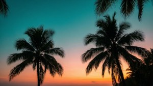 Teal Sunset Palms