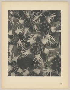 Tellima grandiflora