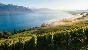 Terrace Over Vineyards