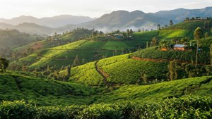 Terraced Hills of Kivu