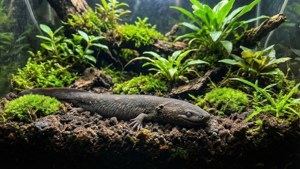 Terrarium Caecilian