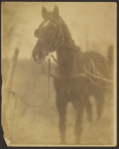 [Tethered Horse]