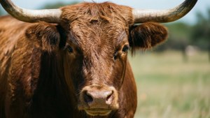 Texas Longhorn Close-up