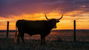 Texas Longhorn Sunset