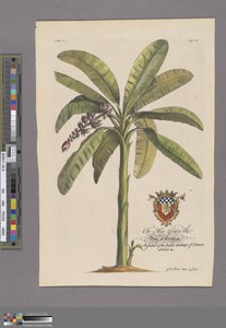 The Banana Tree, Plate 16