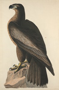 The Bird of Washington or Great American Sea Eagle