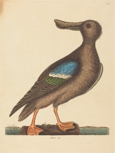 The Blue Winged Shoveler (Anas clypeata foemina)
