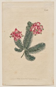The Botanical Magazine or Flower Garden Displayed: Plate 966, Erica Elegans. Elegant Heath [Erica glauca]