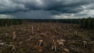 The Cleared Forest