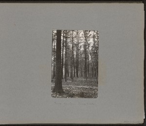 [The Corner Spring Woods]