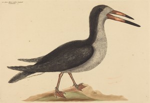 The Cutwater (Rhynchops nigra)