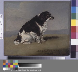 The Duchess of York's Spaniel