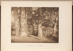 The Edge of The Woods