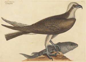 The Fishing Hawk (Falco haliaetus)