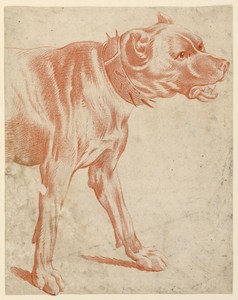 The Fore-part of a Dog