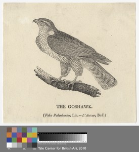 The Goshawk