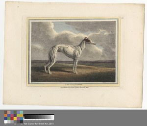 The Greyhound