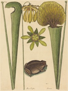 The Land Frog (Rana)