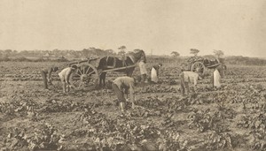 The Mangold Harvest