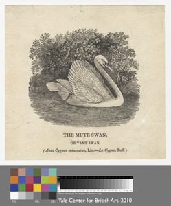 "The Mute Swan" or "Tame Swan"