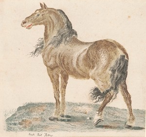 The Neighing Horse