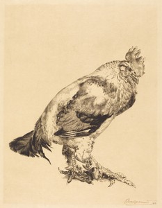 The Old Cock