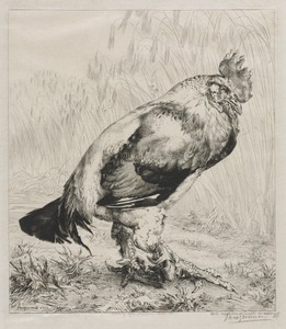 The Old Cock