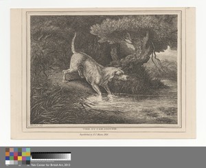 The Otter Hound