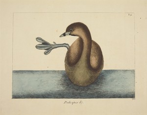 The Pied-billed Dobchick (Colymbus podiceps)