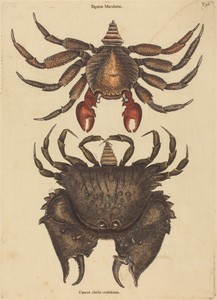 The Red Mottled Rock-crab (Cancer grapsus)
