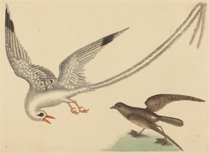The Rice-bird (Emberiza oryzivora)