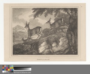 The Roe Buck