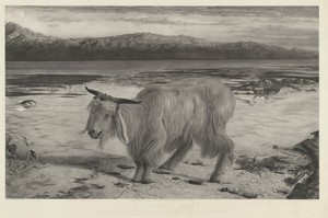 The Scapegoat