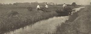 The Sedge Harvest