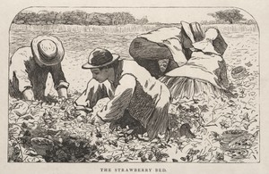 The Strawberry Bed