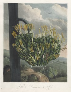 The Temple of Flora, or Garden of Nature:  The American Aloe