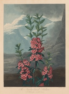 The Temple of Flora, or Garden of Nature:  The Narrow-leaved Kalmia, Mountain Laurel