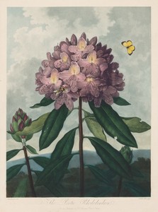 The Temple of Flora, or Garden of Nature:  The Pontic Rhododendron