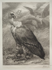 The Vulture