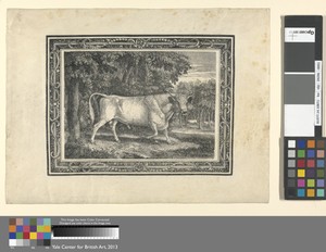 The Wild Bull of Chillingham
