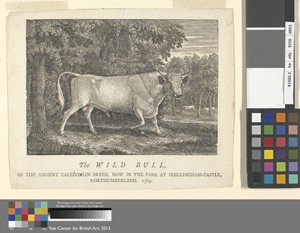The Wild Bull, of the Ancient Caledonian Breed, Now in the Park, at Chillingham-Castle, Northumberland.