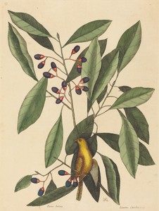 The Yellow Titmouse (Motacilla trochilus)