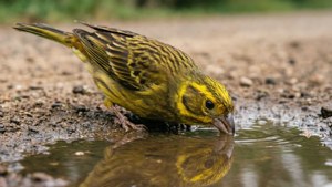 Thirsty Yellowhammer